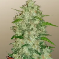 Original AUTO CHEMDAWG
